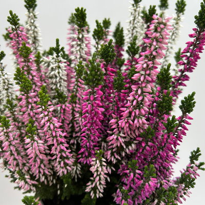 Calluna 'Beauty Ladies® Harmony' Trio, lila-rosa-weiß, Topf-Ø 11 cm, 6 Pflanzen Calluna 'Beauty Ladies® Harmony' Trio, lila-rosa-weiß, Topf-Ø 11 cm, 6 Pflanzen