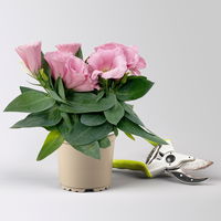 Lisianthus, rosa, Topf-Ø 10,5 cm, 6 Pflanzen