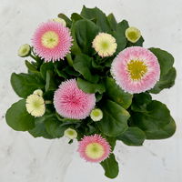Bellis perennis 'Erdbeer-Sahne', rosa, Topf-Ø 12 cm, 6 Pflanzen