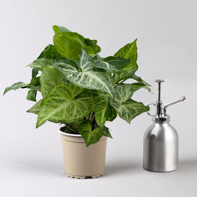 Syngonium 'Arrow', Topf-Ø 12cm, Höhe ca. 25 cm, 3 Stück Syngonium 'Arrow', Topf-Ø 12cm, Höhe ca. 25 cm, 3 Stück