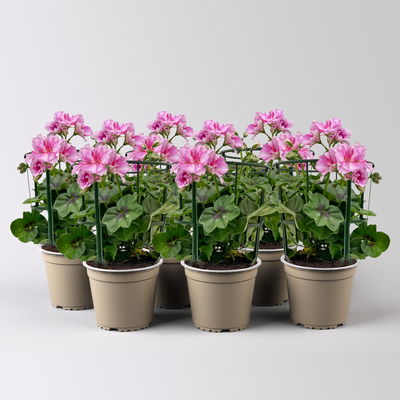 Geranie 'Corriente Pink Bicolor' zweifarb. pink, hängend, Topf-Ø 13 cm, 6er-Set