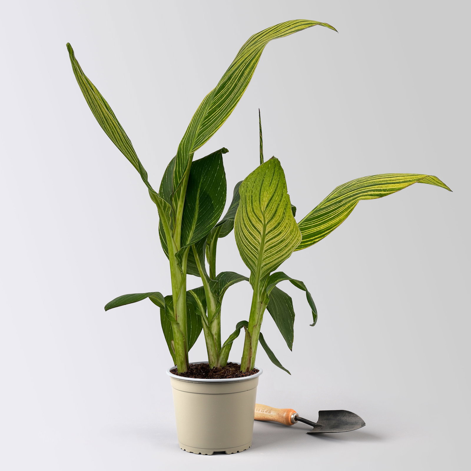 Canna 'Pretoria', Blätter gestreift, Topf-Ø 17 cm, 2 Pflanzen