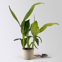 Canna 'Pretoria', Blätter gestreift, Topf-Ø 17 cm, 2 Pflanzen