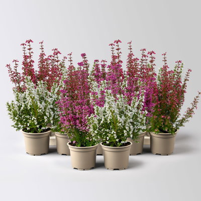 Glockenheide Mini 'Beauty Queens®', Farben zufällig, Topf-Ø 6 cm, 12 Pflanzen
