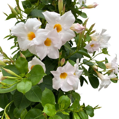 Dipladenie weiß, Pyramide, Topf-Ø 27 cm, Höhe ca. 150 cm