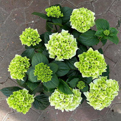 Öfterblühende Gartenhortensie Forever&Ever® Weiß, 5 Liter Topf