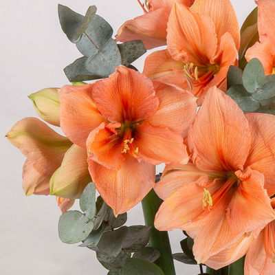 Schnittblumen-Mix aus 3 lachsfarbenen Amaryllis & 3 Eukalyptus Schnittblumen-Mix aus 3 lachsfarbenen Amaryllis & 3 Eukalyptus