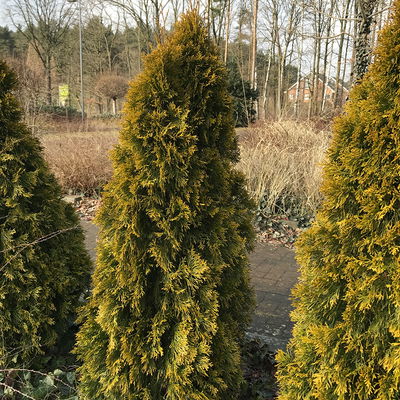 Thuja occ. 'Golden Smaragd'®, Höhe 080/100,  im 15 Lt. Topf Thuja occ. 'Golden Smaragd'®, Höhe 080/100,  im 15 Lt. Topf