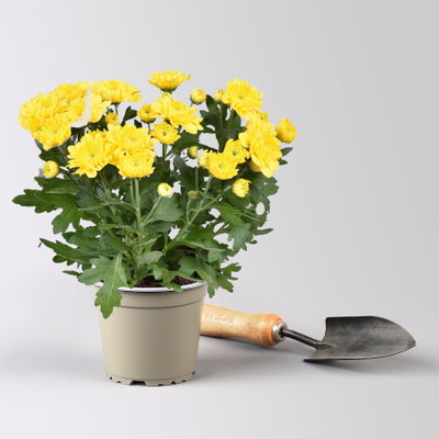 Chrysantheme 'Double', gelb, gefüllt, Topf-Ø 12cm, 6 Pflanzen Chrysantheme 'Double', gelb, gefüllt, Topf-Ø 12cm, 6 Pflanzen