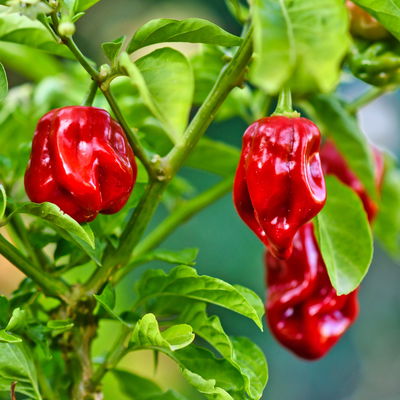 Chili Habanero 'Calita® Red, sehr scharf, Topf-Ø 10,5 cm, 6er-Set