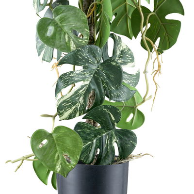 Künstlicher Splitphilodendron variegata, Höhe ca. 66 cm Künstlicher Splitphilodendron variegata, Höhe ca. 66 cm