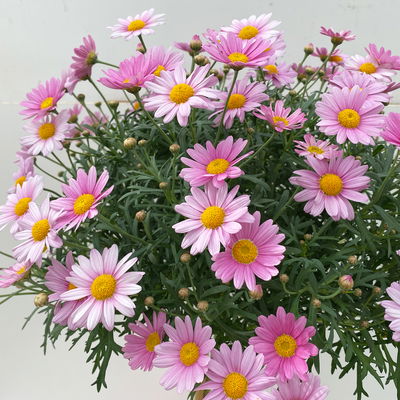 Margerite, rosa, Stamm, Topf-Ø 19 cm Margerite, rosa, Stamm, Topf-Ø 19 cm