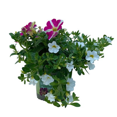 Petunie/Zauberglöckchen 'Duo' weiß-pink, Topf-Ø 14 cm, 4 Pflanzen