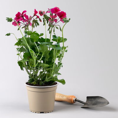 Geranie 'Rainbow Neon Purple', pink, hängend, Topf-Ø 13 cm, 6 Pflanzen Geranie 'Rainbow Neon Purple', pink, hängend, Topf-Ø 13 cm, 6 Pflanzen