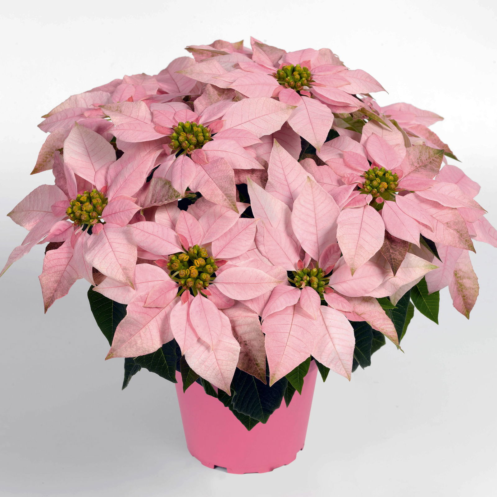 Bio Herbststern, Euphorbia 'Princettia'®, rosa, pink & weiß,Topf-Ø12 cm, 3er-Set