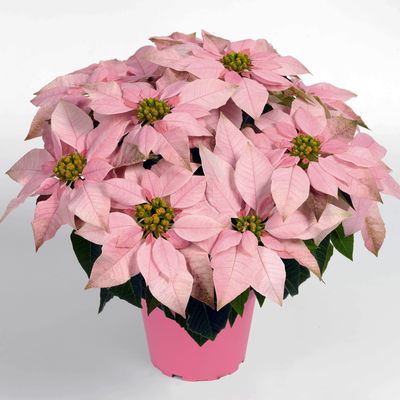 Bio Herbststern 'Princettia'®, rosa, pink & weiß, Topf-Ø 12 cm, 3 Pflanzen