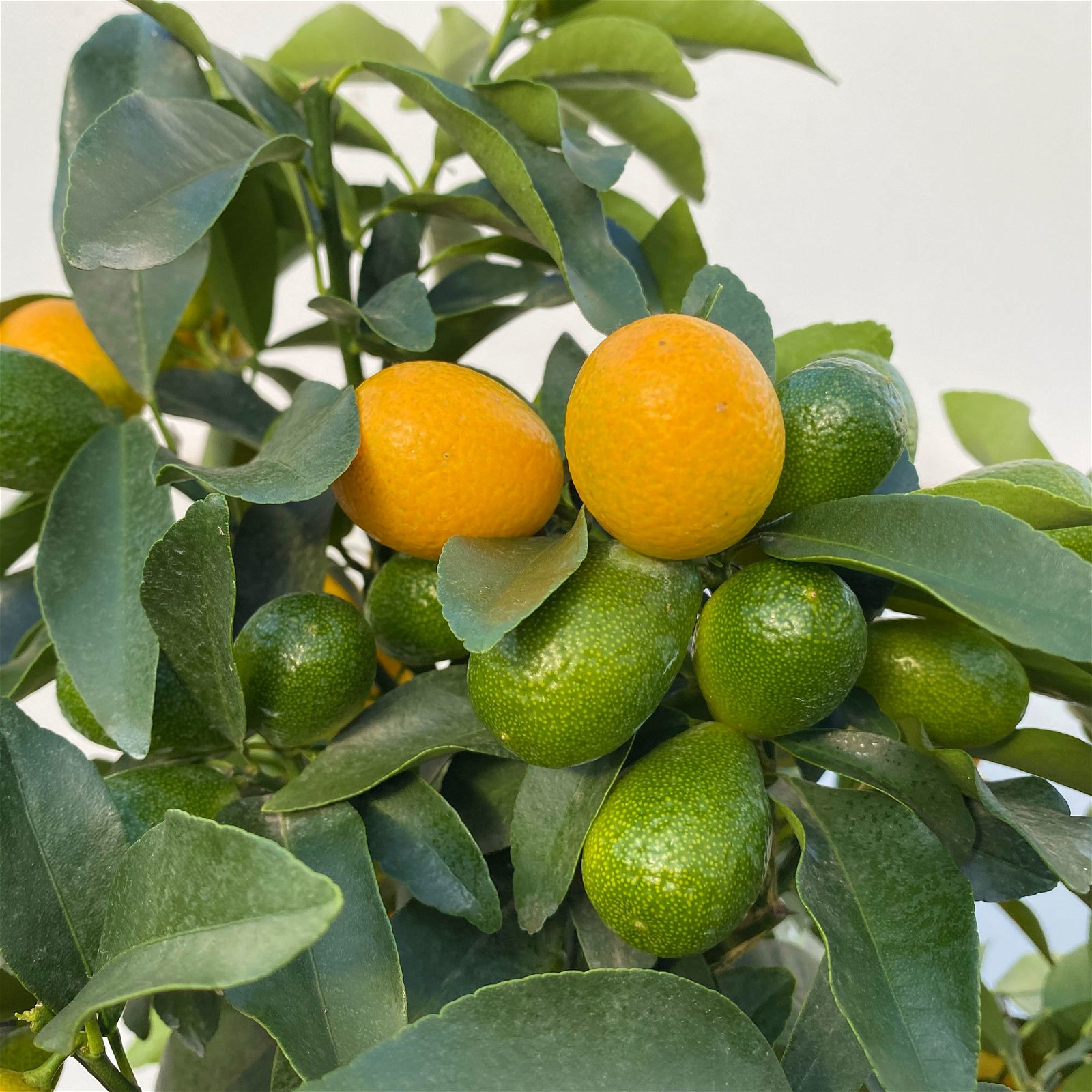 Kumquat, Stamm, Topf-Ø 22 cm