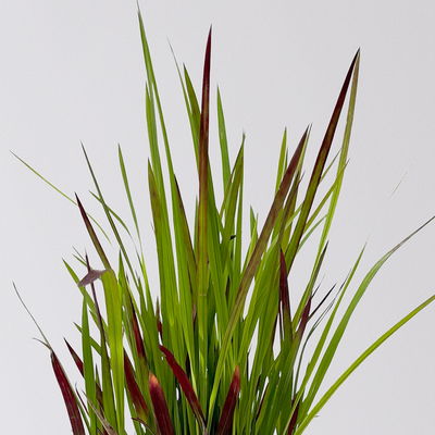 Japanisches Blutgras 'Red Baron', 2er-Set, Blattspitzen in rot, je im 14 cm Topf Japanisches Blutgras 'Red Baron', 2er-Set, Blattspitzen in rot, je im 14 cm Topf