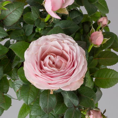 Rose Infinity, rosa, Topf-Ø 14 cm, 2 Pflanzen