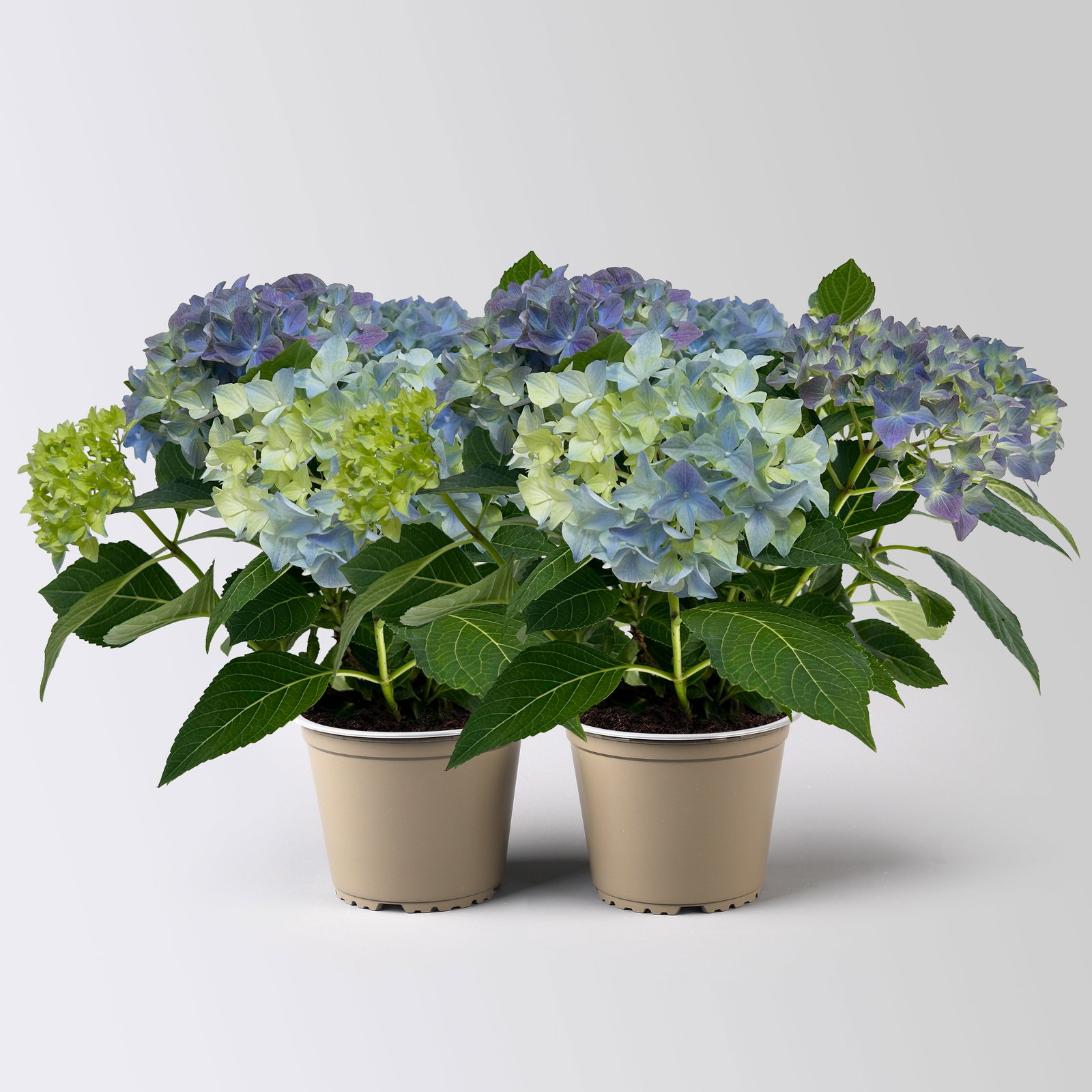 Hortensie 'Everlast Blue', Topf-Ø 14 cm, H: 40 cm, 2 Pflanzen