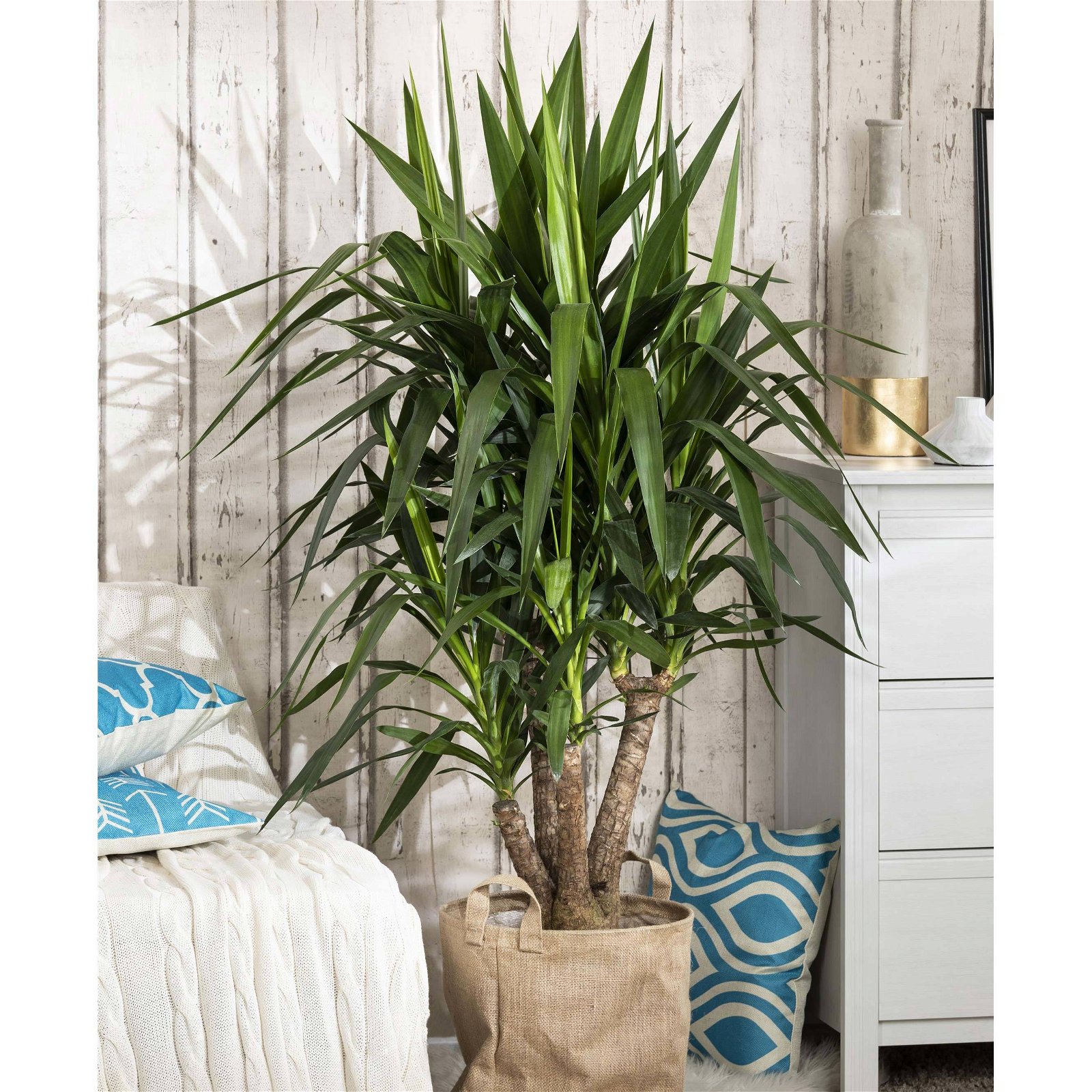 Palmlilie, Topf-Ø 27 cm, Höhe ca. 110 cm