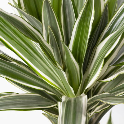 Duftender Drachenbaum 'White Stripe', Topf-Ø 21 cm, Höhe ca. 120 cm