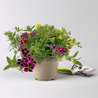 Zauberglöckchen 'Duo', pink & gelb, Topf-Ø 14 cm, 4 Pflanzen