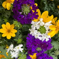 Sommerblumen Mix TrioMio™ 'Tweety Wave' weiß-blau-gelb, Topf-Ø 12 cm, 6 Pflanzen Sommerblumen Mix TrioMio™ 'Tweety Wave' weiß-blau-gelb, Topf-Ø 12 cm, 6 Pflanzen