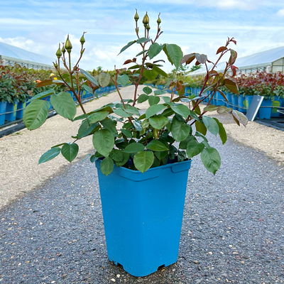 Beetrose 'Westart®' gelb, Topf 5 Liter, 4 Pflanzen Beetrose 'Westart®' gelb, Topf 5 Liter, 4 Pflanzen