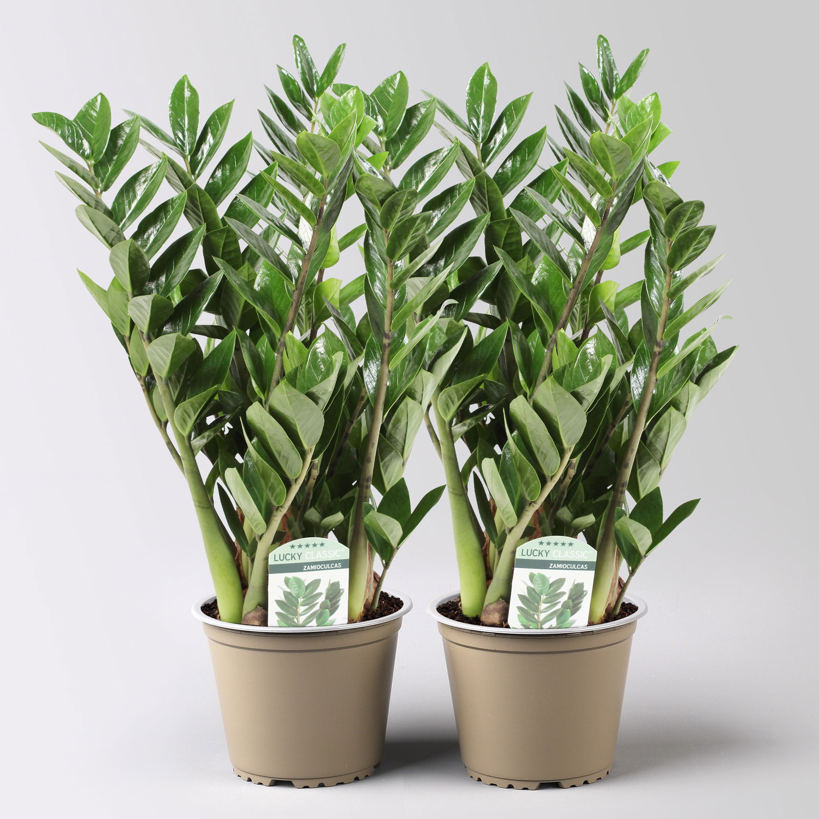 Glücksfeder 'Lucky', Topf-Ø 14 cm, Höhe ca. 40 cm, 2 Pflanzen