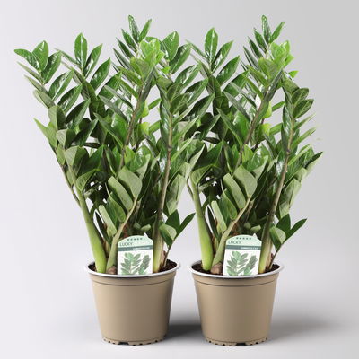 Glücksfeder 'Lucky', Topf-Ø 14 cm, Höhe ca. 40 cm, 2 Pflanzen