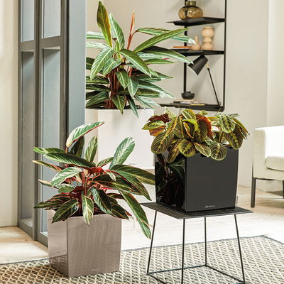 Lechuza 'Cube 40', schwarz, ca. 39 x 39 x H 40 cm Lechuza 'Cube 40', schwarz, ca. 39 x 39 x H 40 cm