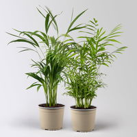 Grünpflanzen-Set Palmen-Duo, Topf-Ø 17 cm, 2 Pflanzen