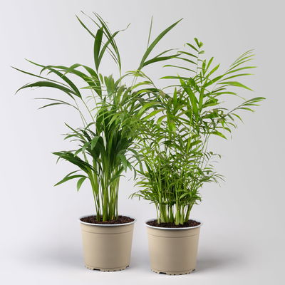 Grünpflanzen-Set Palmen-Duo, Topf-Ø 17 cm, 2 Pflanzen
