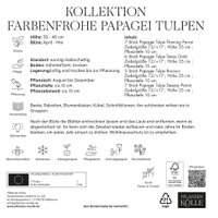 Kölles Beste Blumenzwiebeln Kollektion Farbenfrohe Papagei Tulpen 25 Stück Kölles Beste Blumenzwiebeln Kollektion Farbenfrohe Papagei Tulpen 25 Stück