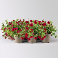 Zauberglöckchen-Schneewolke rot/weiß, Topf-Ø 13 cm, 6 Pflanzen Zauberglöckchen-Schneewolke rot/weiß, Topf-Ø 13 cm, 6 Pflanzen