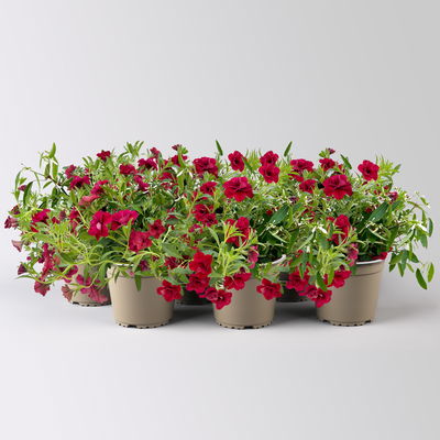 Zauberglöckchen-Schneewolke rot/weiß, Topf-Ø 13 cm, 6 Pflanzen Zauberglöckchen-Schneewolke rot/weiß, Topf-Ø 13 cm, 6 Pflanzen