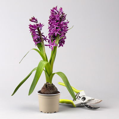 Hyazinthe, lila, vorgetrieben, Topf-Ø 9 cm, 9 Pflanzen