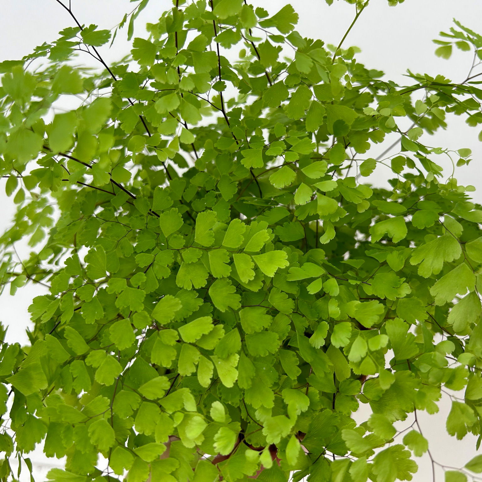 Frauenhaarfarn 'Fragans', Topf-Ø 17 cm, im Topf Byron