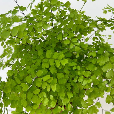 Frauenhaarfarn 'Fragans', Topf-Ø 17 cm, im Topf Byron