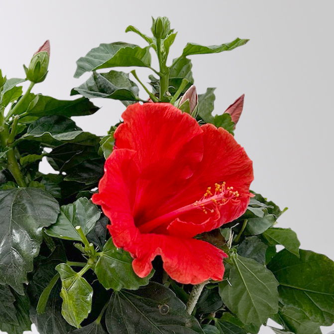 Hibiskus rot, Busch, Topf-Ø 17 cm