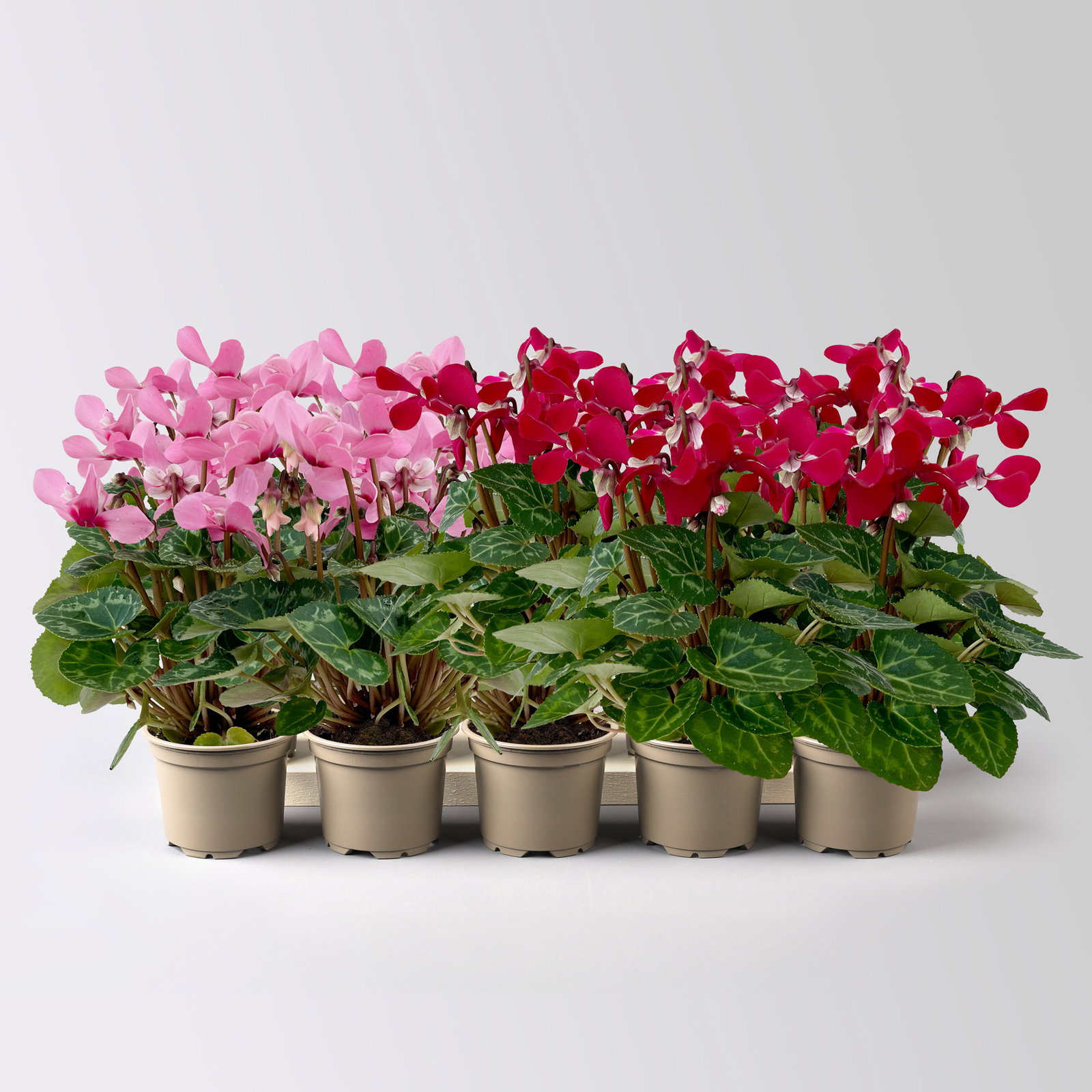 Alpenveilchen Mini, rot und rosa, schirmartig, Topf-Ø 6 cm, 10 Pflanzen Alpenveilchen Mini, rot und rosa, schirmartig, Topf-Ø 6 cm, 10 Pflanzen