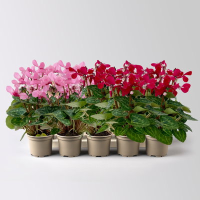 Alpenveilchen Mini, rot und rosa, schirmartig, Topf-Ø 6 cm, 10 Pflanzen Alpenveilchen Mini, rot und rosa, schirmartig, Topf-Ø 6 cm, 10 Pflanzen