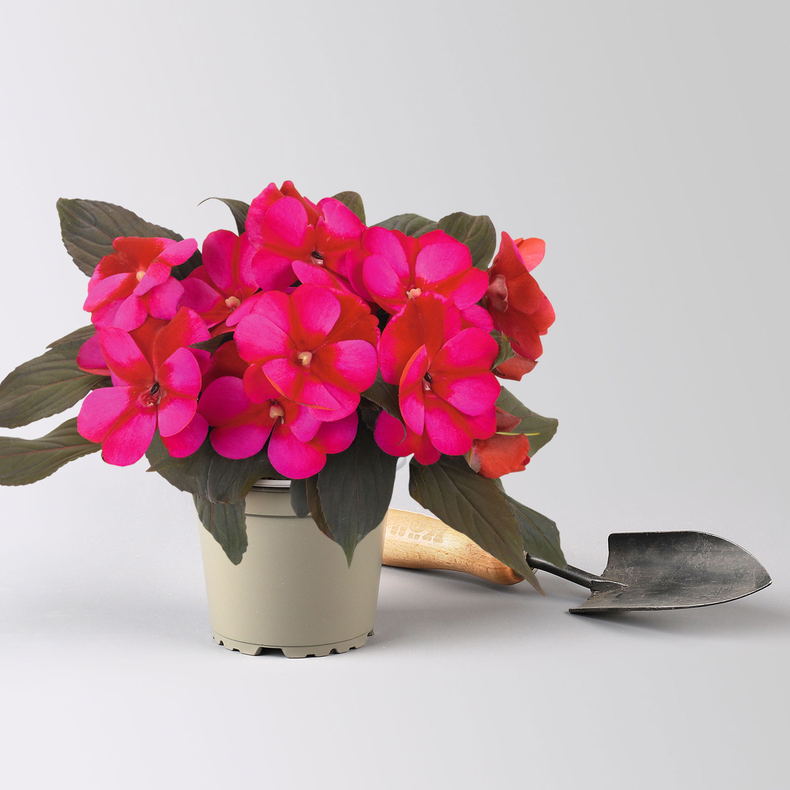 Edellieschen, zweifarbig zufällig, Topf-Ø 12 cm, 6 Pflanzen