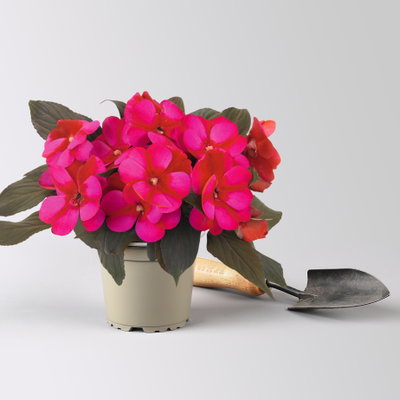 Edellieschen, zweifarbig zufällig, Topf-Ø 12 cm, 6 Pflanzen Edellieschen, zweifarbig zufällig, Topf-Ø 12 cm, 6 Pflanzen