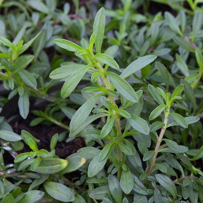 Winterbohnenkraut, Kölle Bio, 12cm Topf, frisch aus unserer Bio-Gärtnerei Winterbohnenkraut, Kölle Bio, 12cm Topf, frisch aus unserer Bio-Gärtnerei