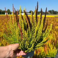 Calluna 'SKYLINE® Trio', gelb-orange-braun, Topf-Ø 13 cm, 3 Pflanzen