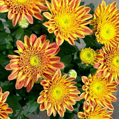 Chrysantheme 'Artistic Pomona', orange-gelb, Topf-Ø 14 cm, 4 Pflanzen Chrysantheme 'Artistic Pomona', orange-gelb, Topf-Ø 14 cm, 4 Pflanzen