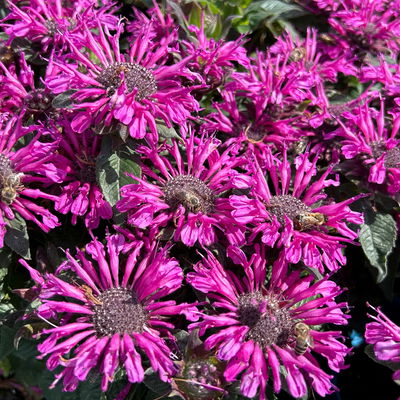 Bio Indianernessel violett, Topf 11x11 cm, 3 Pflanzen