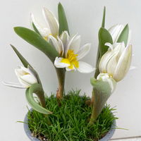 Wildtulpe, weiß, einfach blühend, mit Gras, Topf -Ø 9 cm, 4 Pflanzen